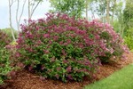 Lilac Proven Winners® Color Choice® Bloomerang® Dwarf Purple