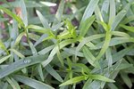 Tarragon French
