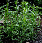 Tarragon Russian