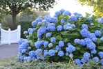 Hydrangea Endless Summer® The Original