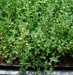Thyme French
