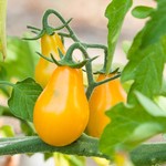 Tomato Yellow Pear Heirloom