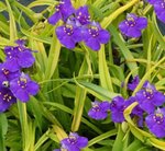 Tradescantia Lucky Charm