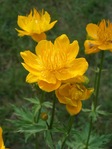 Trollius Golden Queen