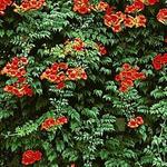 Trumpet Vine Madame Galen