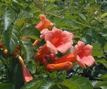 Trumpet Vine Orange