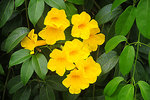 Trumpet Vine Yellow