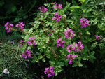 Verbena Canadensis Perfecta
