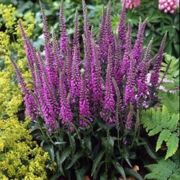 Veronica Eveline Goode Greenhouses