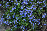 Veronica Georgia Blue
