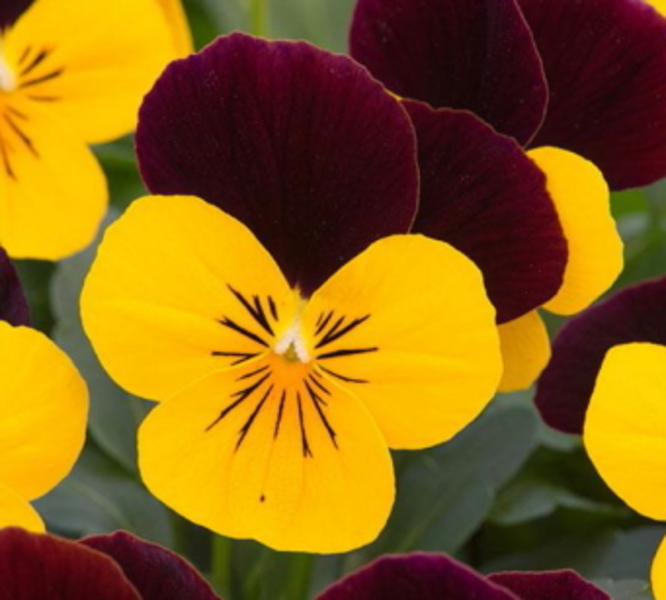Viola Yellow Burgundy Jump Up Goode Greenhouses