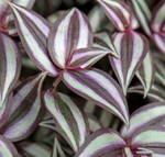 Tradescantia Wandering Jew