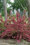 Weigela Proven Winners® Color Choice® Sonic Bloom® Pink Reblooming