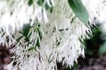 White Fringetree