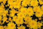 Yolanda Yellow