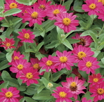 Zinnia Profusion Cherry
