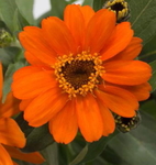 Zinnia Profusion Orange