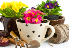 Browse Our Plant Catalog & Create Your Supply List